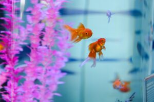 Guachochi abre el acuario Rochí, primer recinto de su tipo en Chihuahua